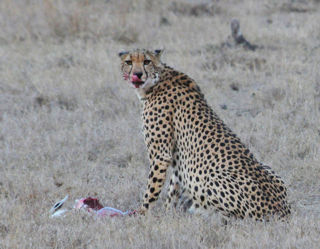 Cheetah smacking his lips