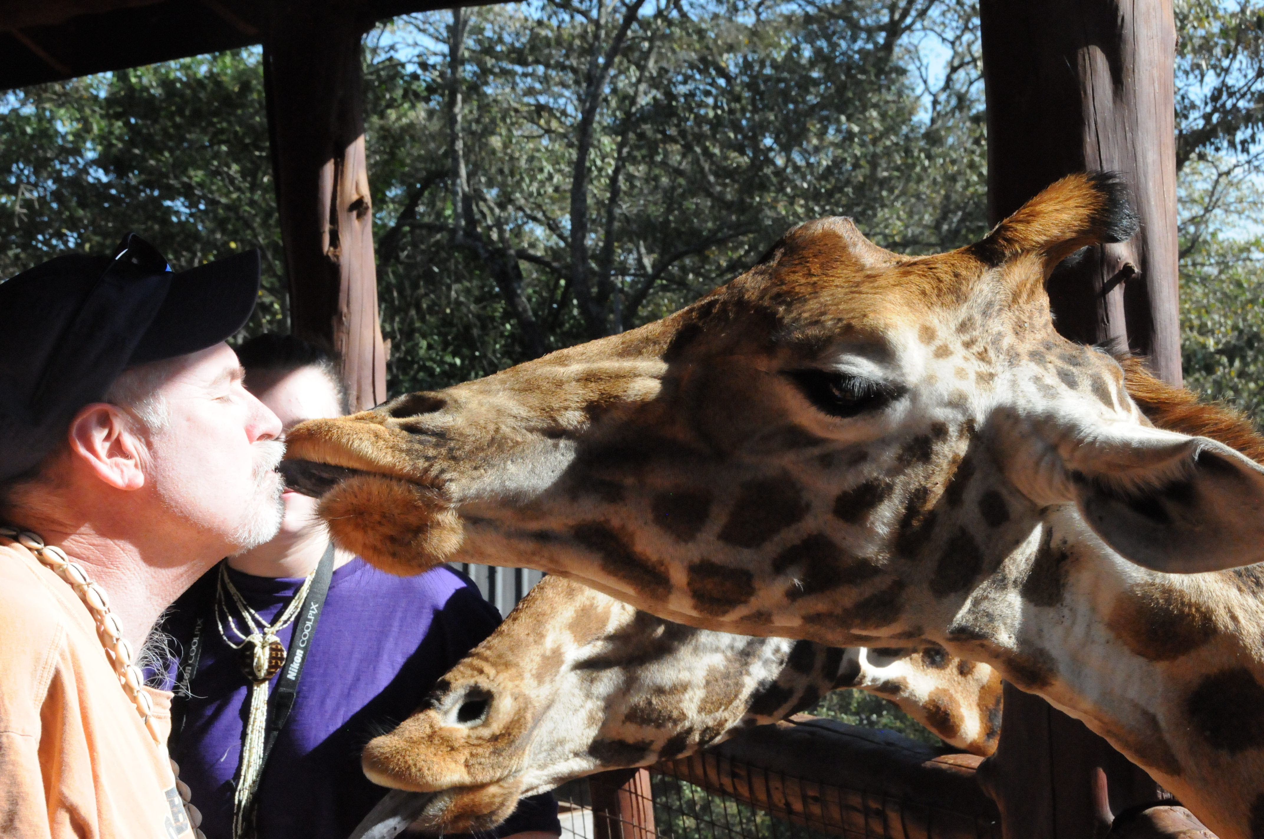 kissing giraffe
