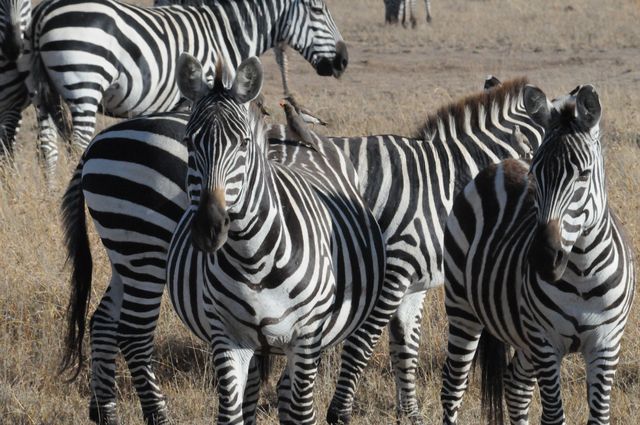 Zebras 