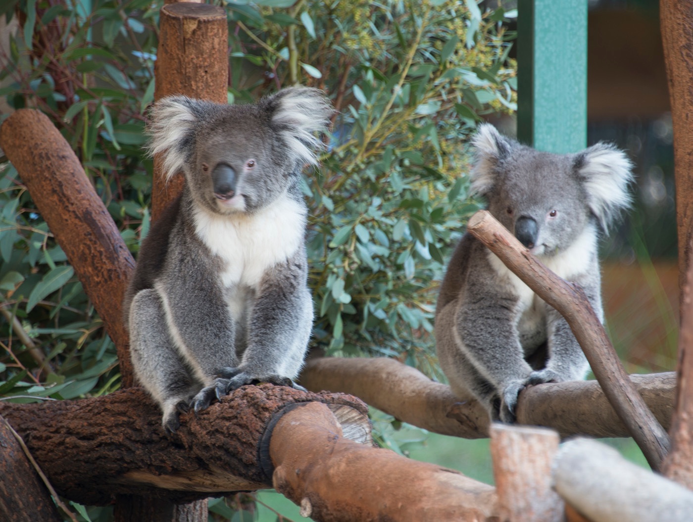 koalas