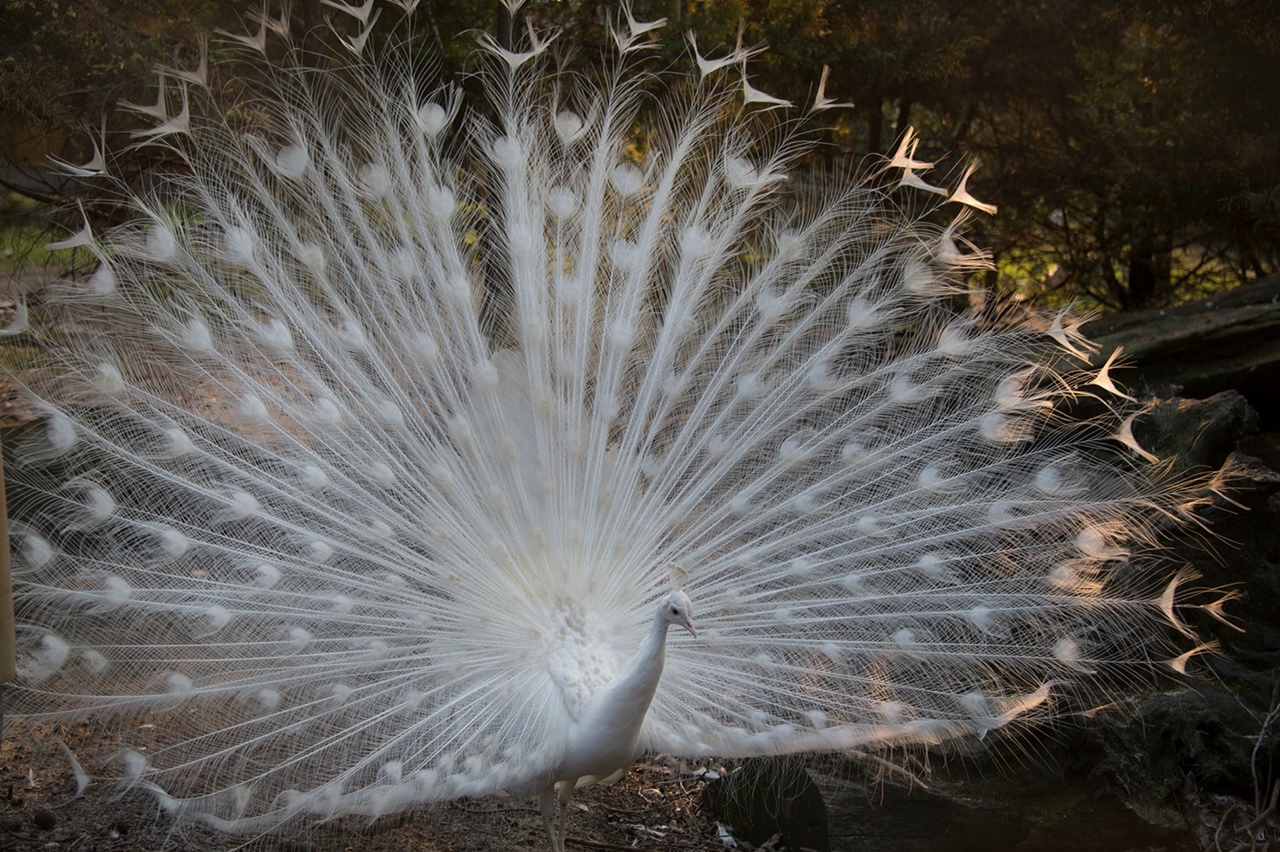 peacock