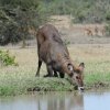 Waterbuck Drinking