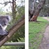 Ricky with Koala & Justin with a Kangaroo